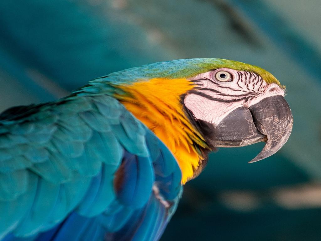 Hotel Tropical มาเนาส์ ภายนอก รูปภาพ Blue and yellow macaw