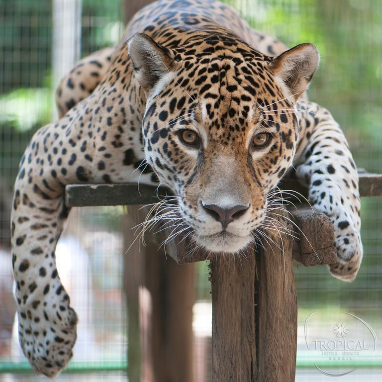 Hotel Tropical มาเนาส์ ภายนอก รูปภาพ Jaguar